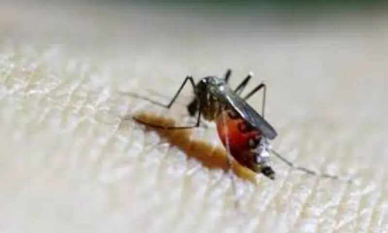 Chikungunya virus now poses risk across much of Europe, study warns