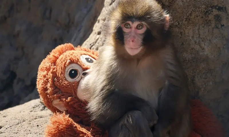 ننھے بندر کی کھلونا ماں عالمی توجہ کا مرکز کیسے بنی؟ ننھے بندر کی کھلونا ماں عالمی توجہ کا مرکز کیسے بنی؟