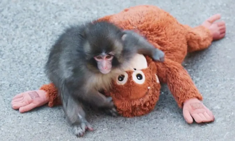 ننھے بندر کی کھلونا ماں عالمی توجہ کا مرکز کیسے بنی؟