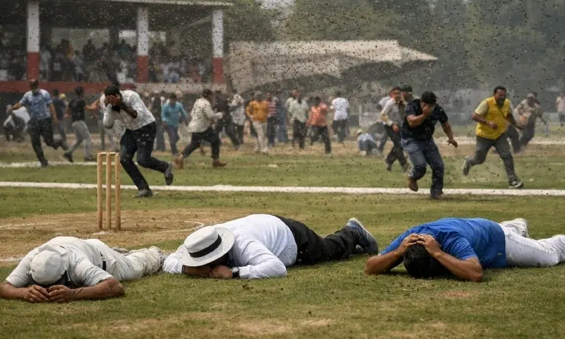 کرکٹ میچ کے دوران مکھیوں کا حملہ، امپائر ہلاک کرکٹ میچ کے دوران مکھیوں کا حملہ، امپائر ہلاک