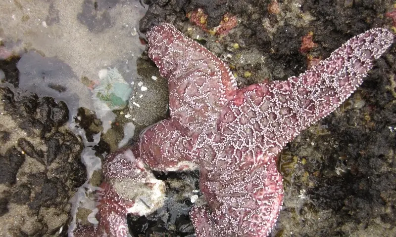  (بیماری میں اسٹار فش کے بازو پر زخم آ جاتے ہیں اور بازو الگ ہو جاتے ہیں) 