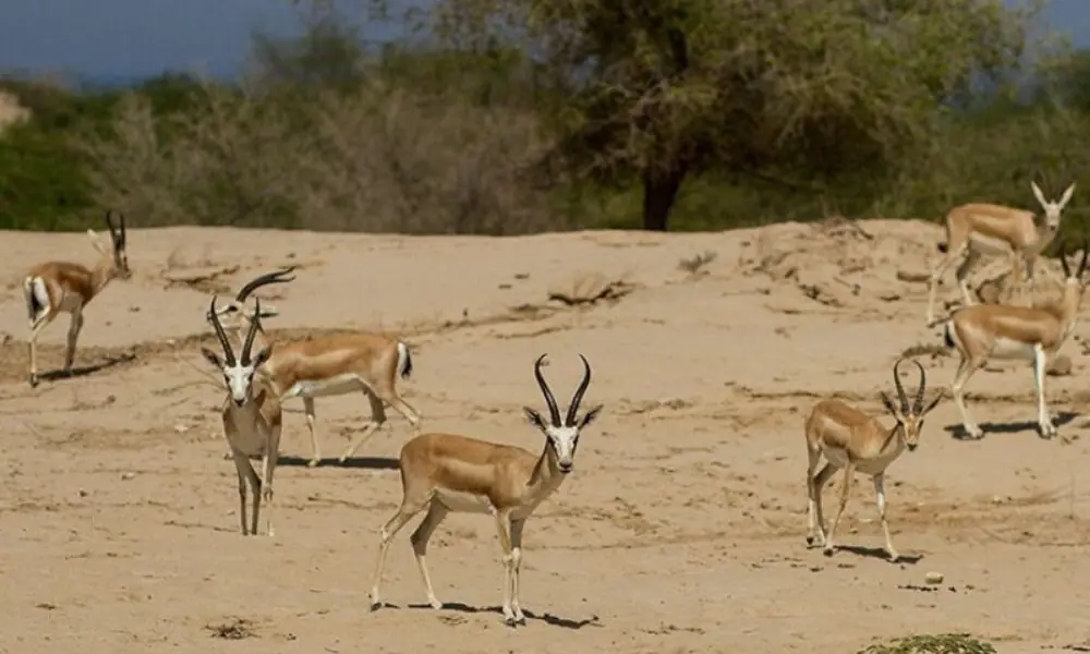 خارگ پر پائے جانے والے ہرنوں کی مخصوص نسل جسے ایرانی جبیر (Jabir Gazelle) کہا جاتا ہے