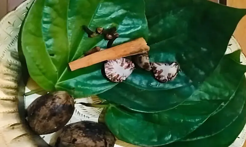 پان کے پتے : سر درد، کھانسی اور ہاضمہ کے مسائل کا مؤثر حل