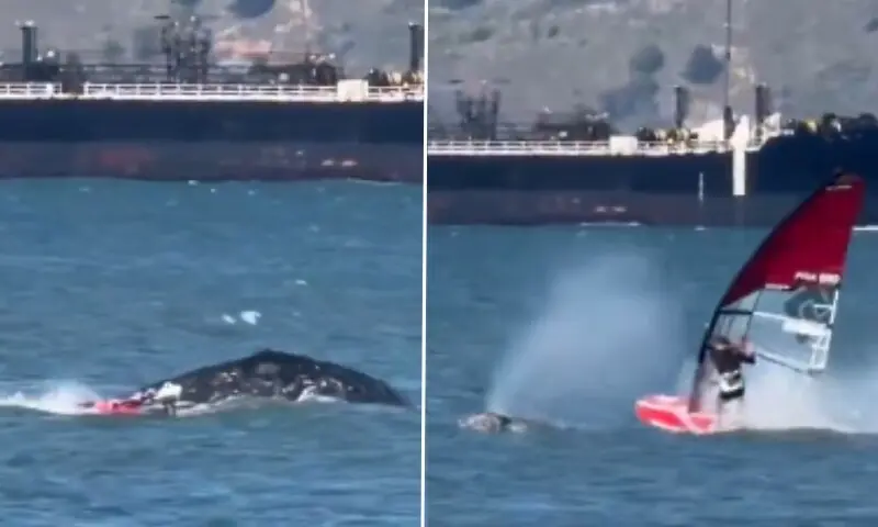 دیو ہیکل وہیل نے سمندر میں ونڈ سرفر کو اڑا دیا: ویڈیو وائرل