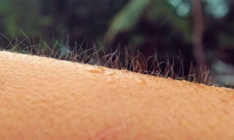 ڈر یا جوش میں انسانوں کے رونگٹے کیوں کھڑے ہوتے ہیں؟