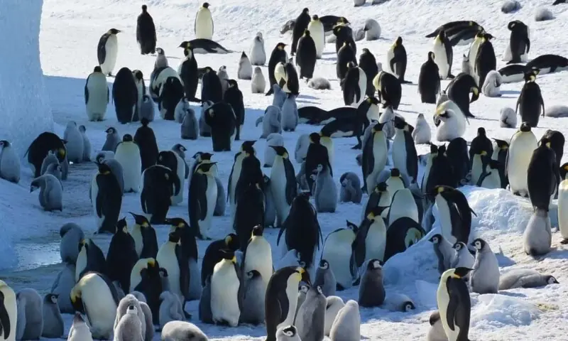 ’شہنشاہ پینگوئن‘ کی بقا خطرے میں ، ماہرین ماحولیات کی وارننگ