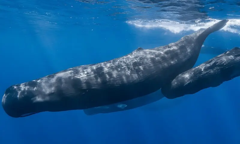 اسپرم وہیلز کا ایک دوسرے سے رابطے کے لیے انسانوں جیسی بولی کا استعمال