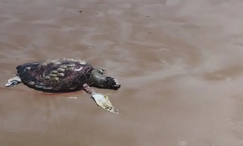 Dead green turtle found on Pasni coast raises environmental concerns