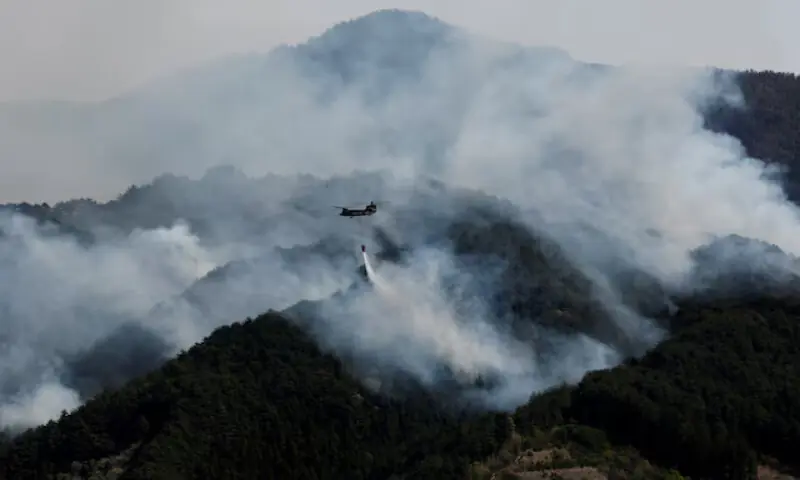 Global fire outbreaks hit record high as 'unprecedented' heat extremes loom, scientists say