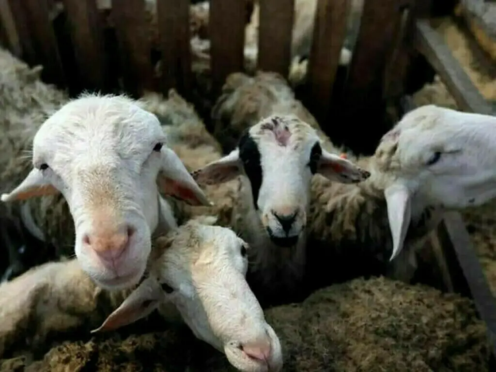 Eid-ul-Azha beyond sacrifice