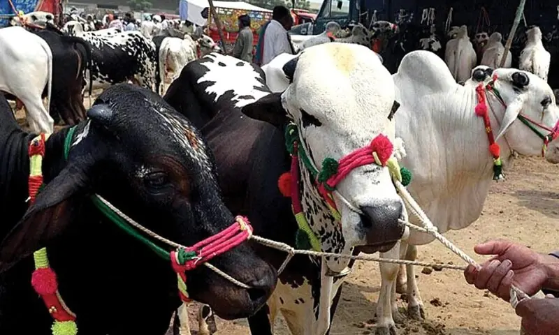 شدید گرمی اور حبس میں قربانی کا گوشت بیماریوں کا سبب، عید پر فوڈ پوائزننگ سے کیسے بچیں؟