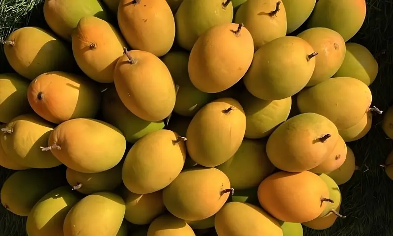 دنیا بھر میں مقبول بھارت کے فخر 'الفانسو آم' کی فصل مکمل برباد، وجہ کیا ہے؟