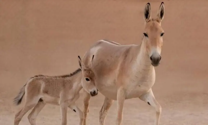 سعودی عرب کی 100 سالہ تاریخ میں پہلے جنگلی گدھے کی پیدائش