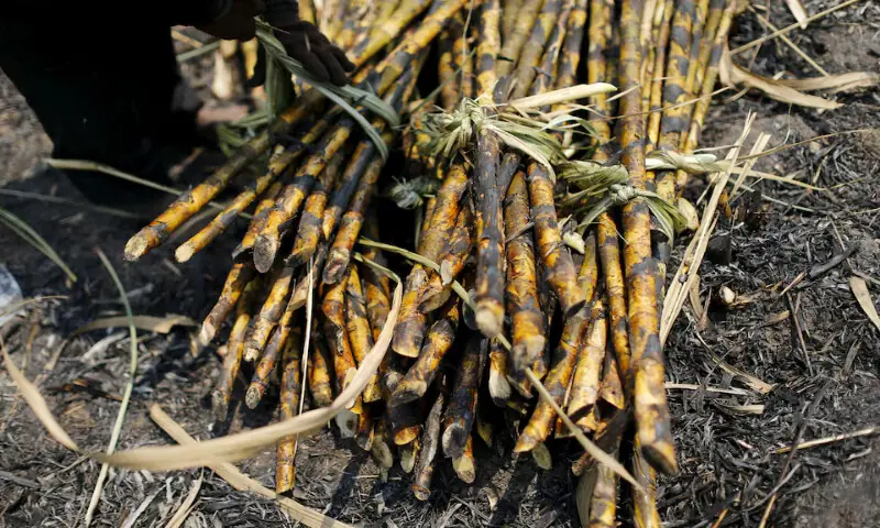 Hot weather hurts Asian crops as powerful El Nino takes shape