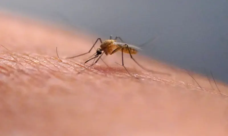 Why scratching an itch makes it worse, scientists explain