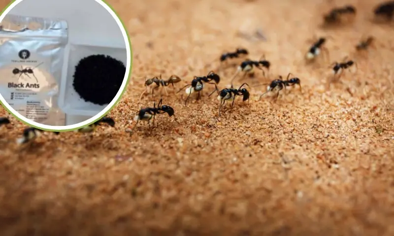 چونٹیوں سے میٹھی ڈش بنانے پر معروف ترین شیف کو جیل