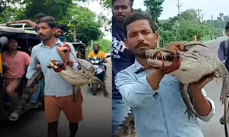 کسان مگرمچھ کو کندھے پر اُٹھا کر تھانے پہنچ گیا، دلچسپ ویڈیو وائرل کسان مگرمچھ کو کندھے پر اُٹھا کر تھانے پہنچ گیا، دلچسپ ویڈیو وائرل