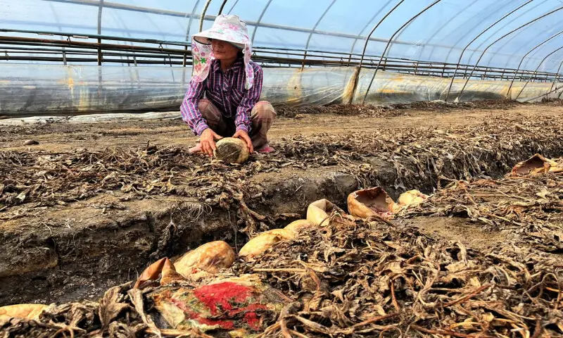 &lsquo;Like an oven&rsquo;: Record heat devastates South Korean crops