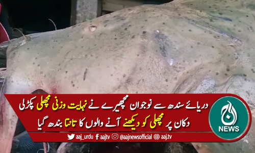 نوجوان مچھیرے نے دریائے سندھ سے نہایت وزنی مچھلی پکڑلی