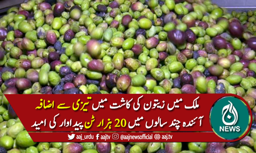 ملک میں زیتون کی کاشت میں تیزی سے اضافہ