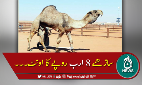 دنیا کا سب سے مہنگا اونٹ۔۔۔ قیمت ہوش اُڑا دے گی