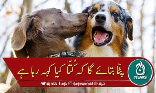 کتوں کے بھونکنے کا ترجمہ کرنے والا اسمارٹ کالر