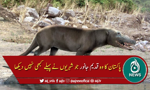 پاکستان کا وہ قدیم جانور جو دنیا نے کبھی نہیں دیکھا