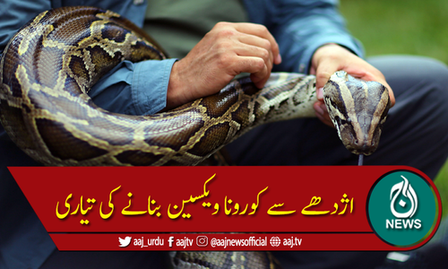 سائنسدانوں کی اژدھے سے کورونا وائرس کی ویکسین بنانے کی تیاری کرلی