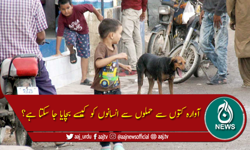 آوارہ کتوں کے حملوں سے آبادی کو کس طرح محفوظ کیا جاسکتا ہے؟