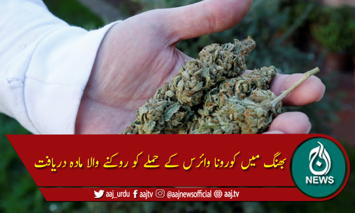 بھنگ میں کووِڈ 19 کے حملے کو روکنے والا مادہ دریافت