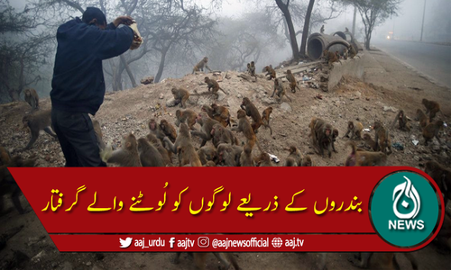 نئی دہلی میں بندروں کے ذریعے لوگوں کو لُوٹنے والے دو افراد گرفتار