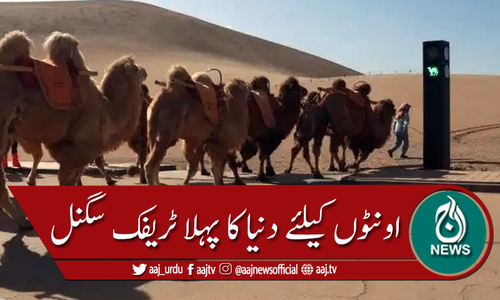 اونٹوں کیلئے دنیا کا پہلا ٹریفک سگنل نصب کردیا گیا