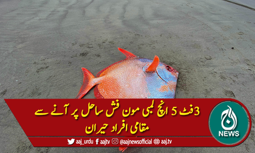 نادر مون فش کے ساحل پر آنے سے مقامی افراد حیرت زدہ