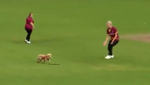 کرکٹ میچ کے دوران کتا گیند منہ میں دباکر بھاگ نکلا، ویڈیو وائرل