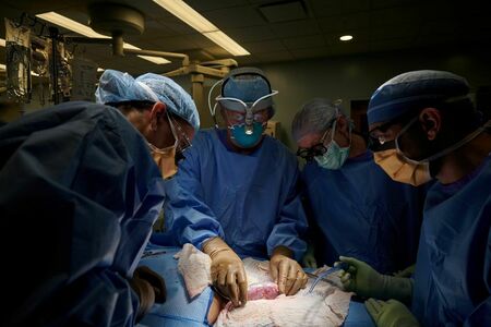 U.S. surgeons successfully test pig kidney transplant in human patient