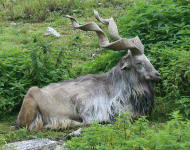 Trophy hunting: Markhor permit auctioned for record Rs27 million