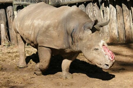 South African rhino returns to wild after brutal attack