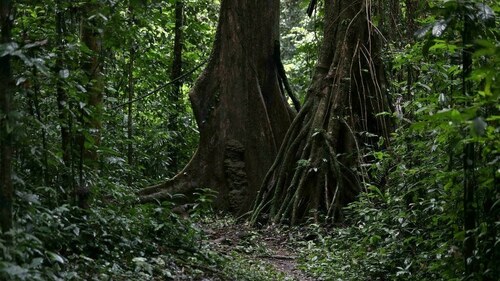 More than 9,000 tree species still undiscovered: study