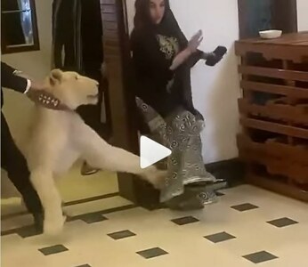 VIDEO: Lion attacking Hareem Shah caught on tape