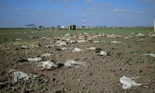 20m risk starvation as Horn of Africa drought worsens: UN