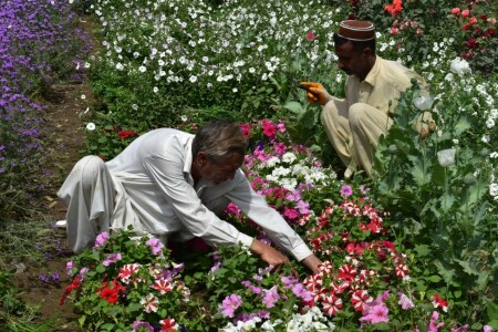 The gateman of flowers in Nowshera