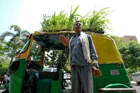 Delhi driver grows garden on autorickshaw roof to beat the heat