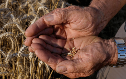 Food shortages are next global health crisis: Expert