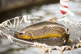 Two-year ban on trout fishing in Kaghan river reversed