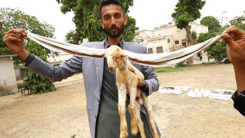 Pakistani kid with the longest ears may break world record