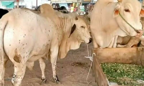 Can eating meat of animal with lumpy skin disease be fatal?