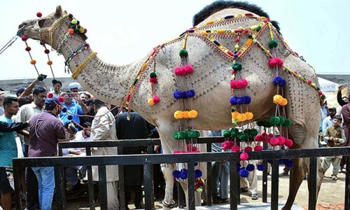 Meet Sher Dil: The heavyweight camel champion