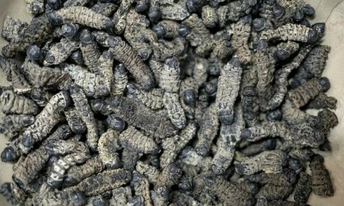 S.African entrepreneur seeks to turn caterpillars into tasty snacks