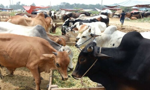 Lumpy skin disease on the rise in Asia&rsquo;s biggest cattle market