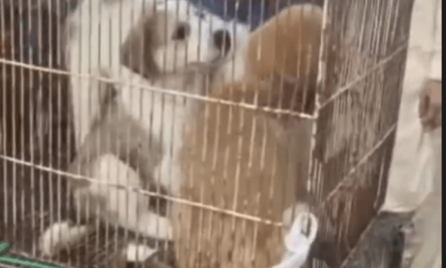 Dying animals rescued from Karachi&rsquo;s Empress Market